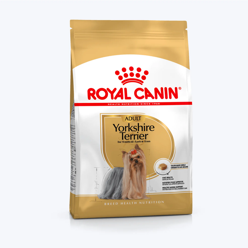 Yorkshire Terrier Adult